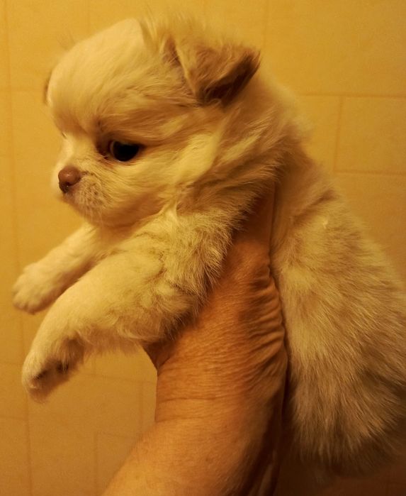 Продам щенков чихуахуа.