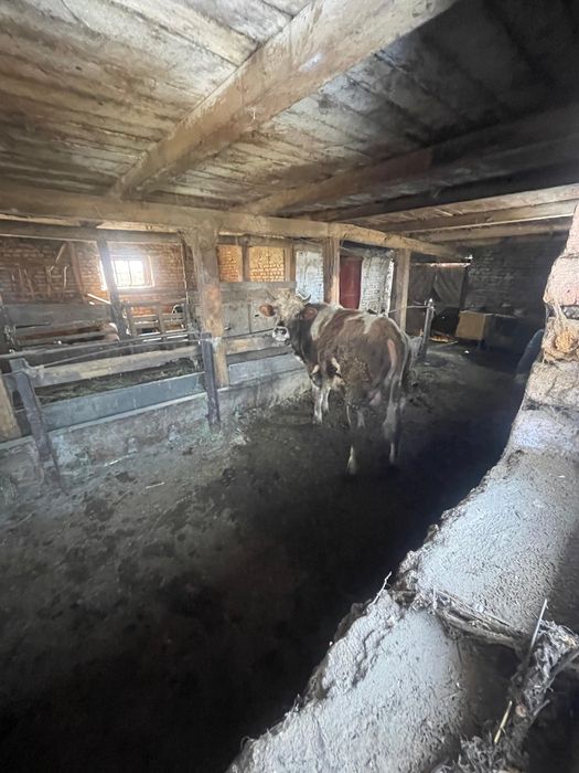 Продам быка………..