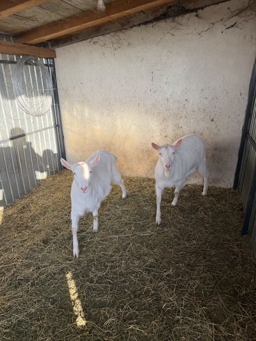 Capre saanen rasa pura