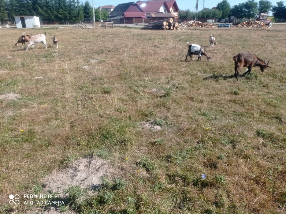 Iezi și capre de vanzare