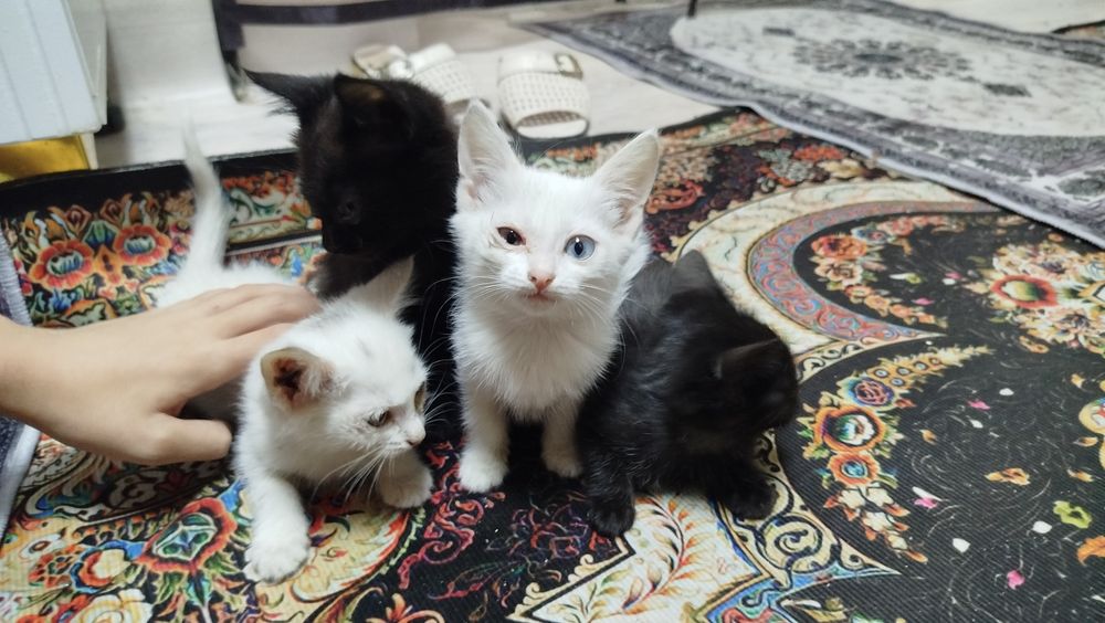 продаются котята (бесплатно)