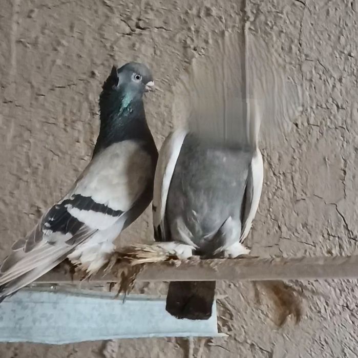 Голуби уды самец