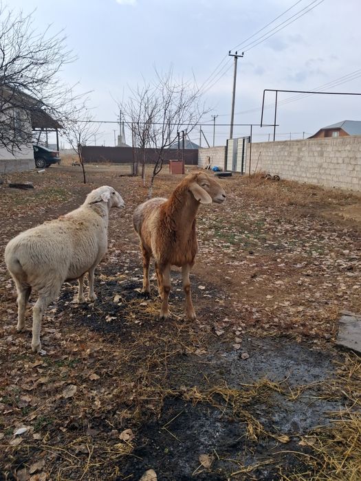 Арашан қозы сатылады