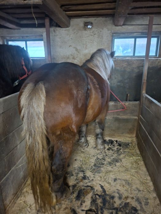 Schimb iapa montata si vand manz de 7 luni