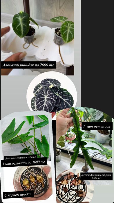 Домашние растения