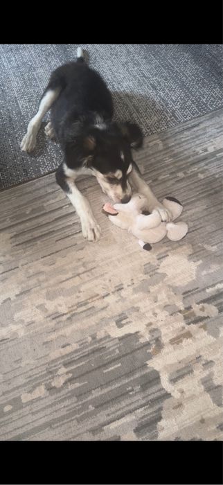 Собака только в ответственные руки!