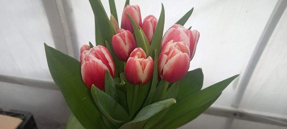 Тюльпаны к Наурызу