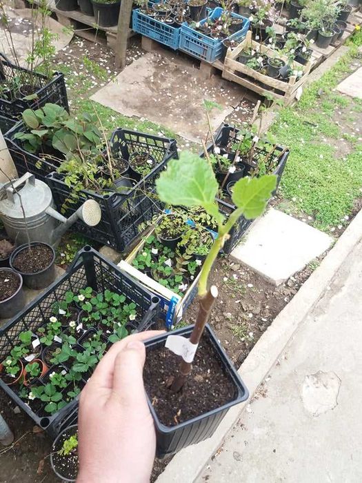 Смокиня Мичуринска-10