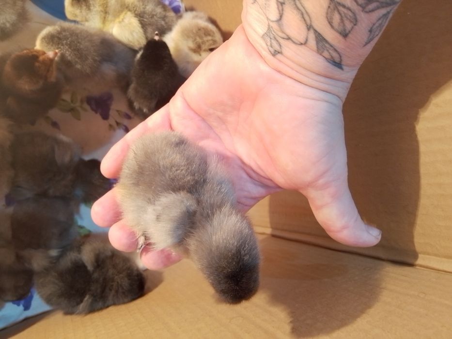 Продам домашних цыплят