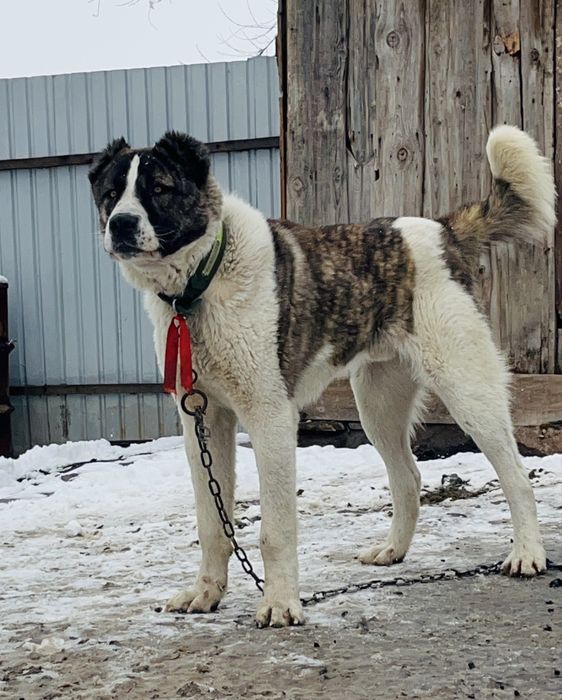 продаёт кабель чистокровный алабай