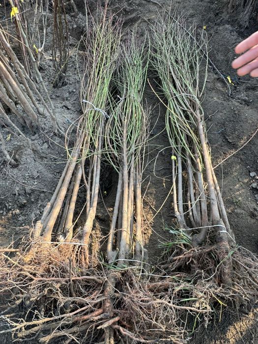 Piersic pe rod, mar,cais,cires, smochin, migdal, prun, pomi fructiferi