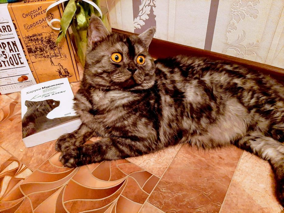 Шотландский кот ищет кошку для вязки