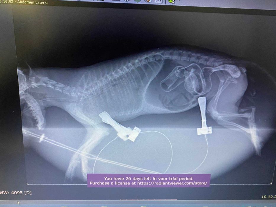 Ветеринарен CR рентген