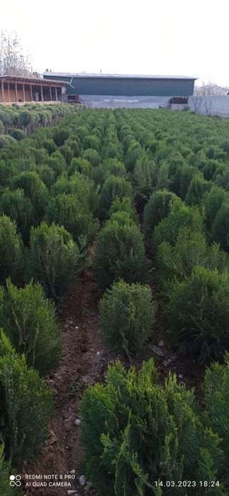 Туя кампак сотилади