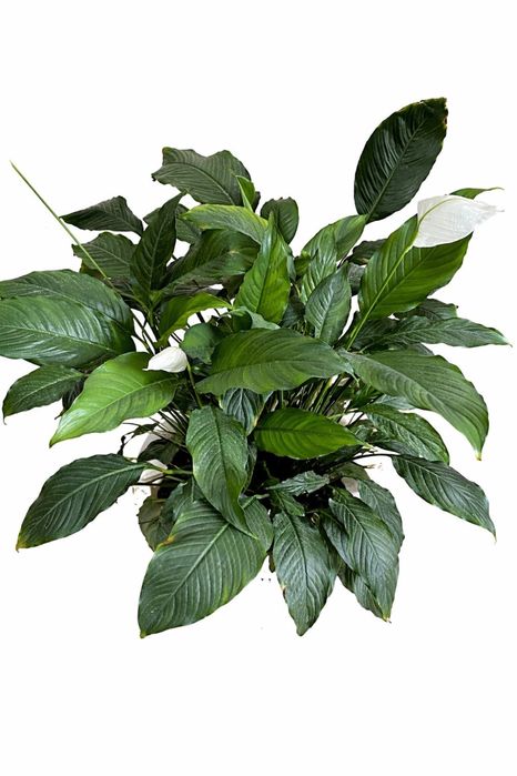 Спатифиллум (Женское счастье)