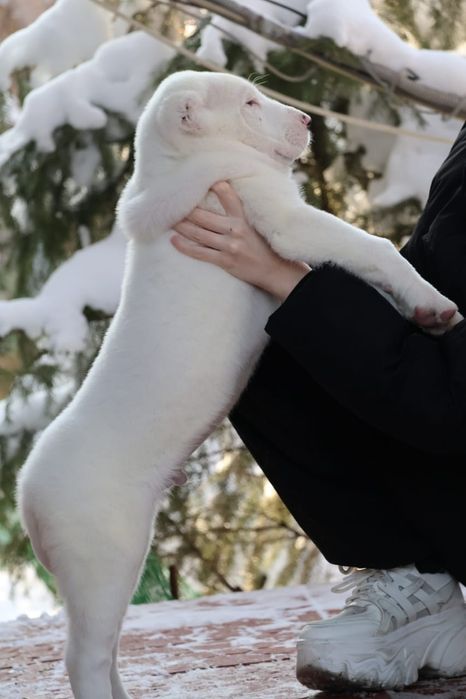 Щенки САО Алабая