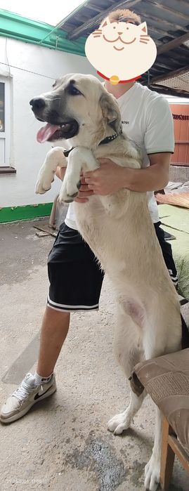 Породистый Турецкий кангал