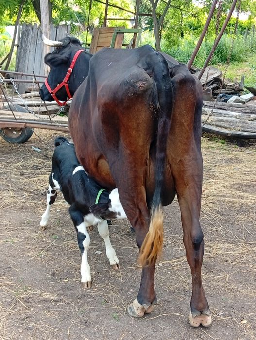 De vânzare 3 vaci și 3 vițeii