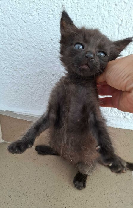 Adoptie pisica puibde pisica motanel Minisor