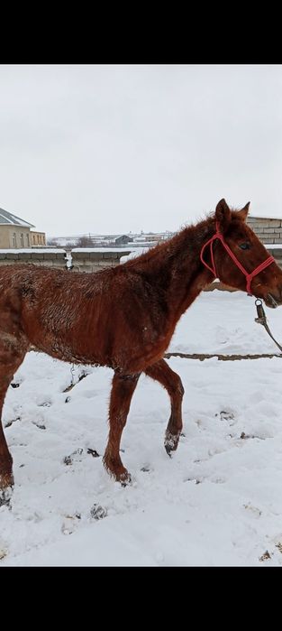 Тай сатыладыыы..