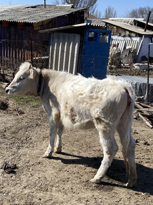 Тукымы алатаулык