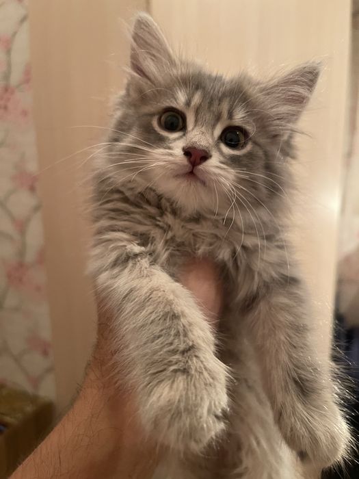 Отдам котят в добрые и заботливые руки