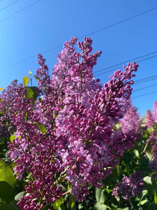 Сирень с собственного огорода