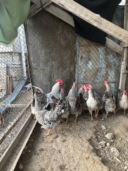 Продам 9 кур и1 петух