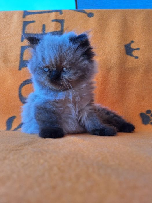 Персийско коте (колорпойнт)