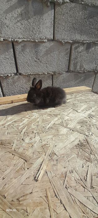 Продам декаративного кролика