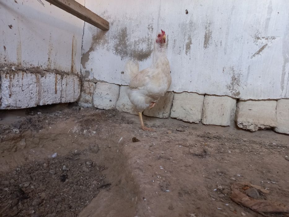 Атеш сатылады!!!