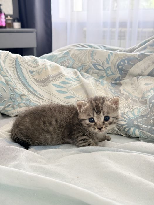 Отдам в добрые руки Котяток. Девочки