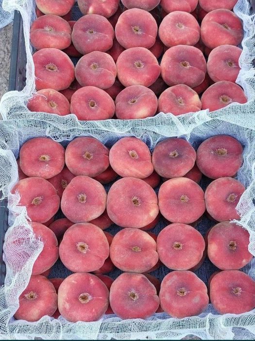 Шафтол кучатлар бор 100 ишонжли