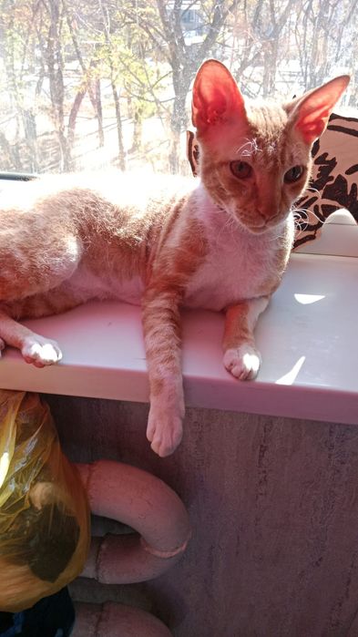 Вязка кот сфинкс Донской