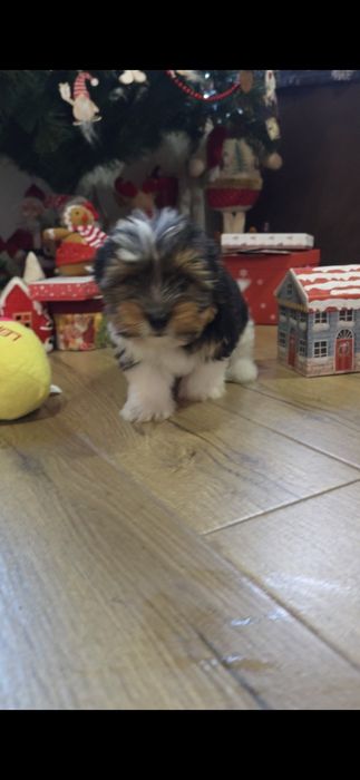 Йорки бивър териер две момчета!