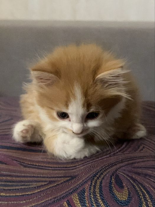 Котенок 2-3 месяца