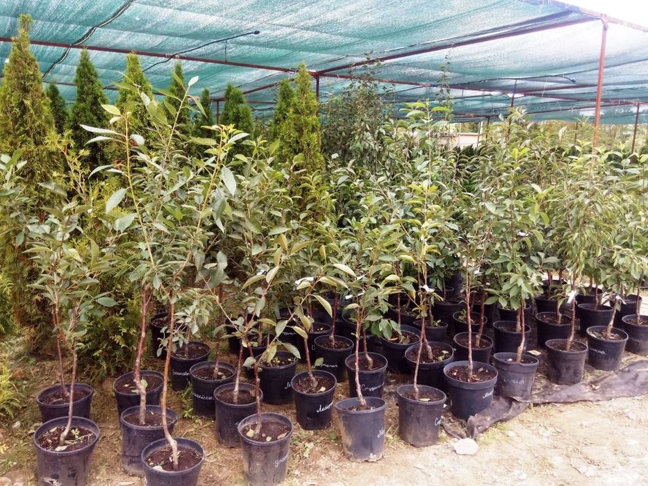 Мевали дарахтлар кучатлари