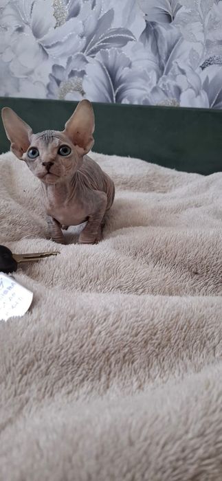 Донские Сфинксы.  Голубоглазые .