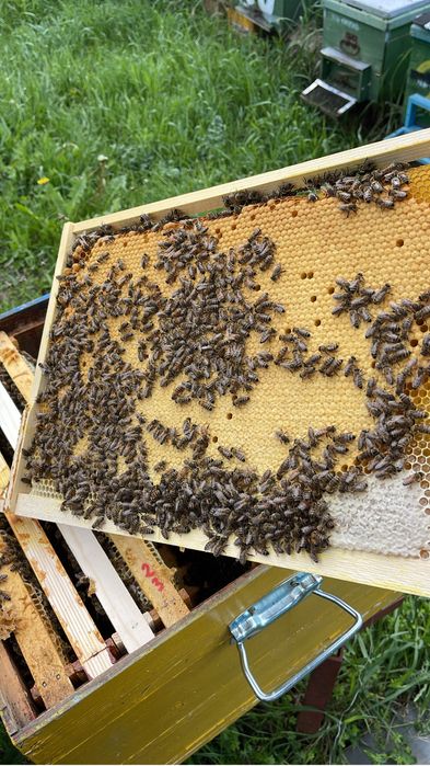 Vand 100 familii albine