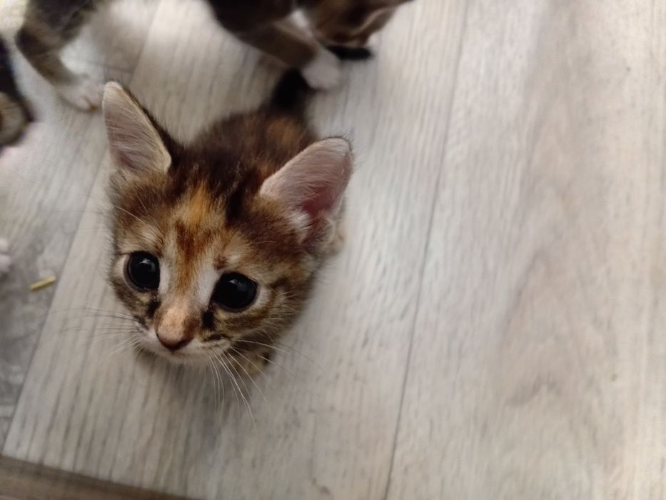 Отдам котят в добрые ручки
