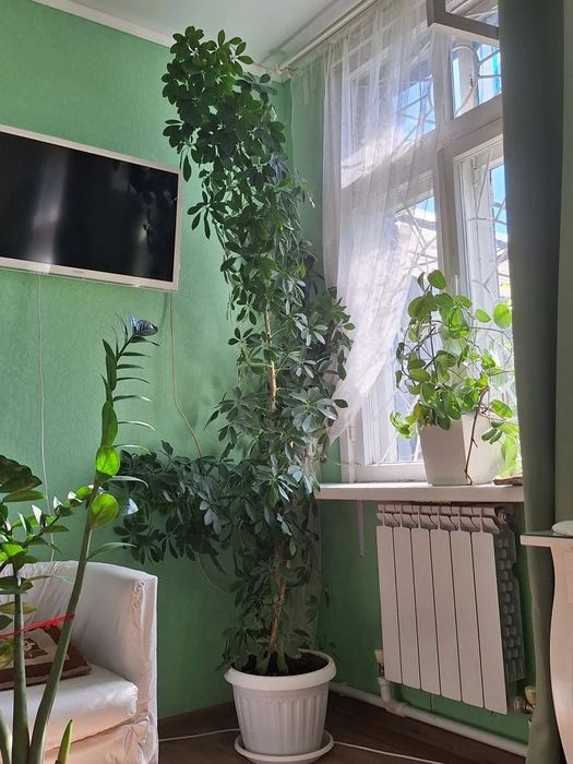 Шефлера, долларовое дерево