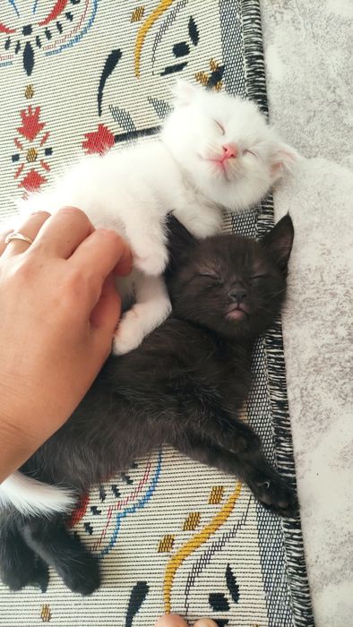 Котят в добрые руки