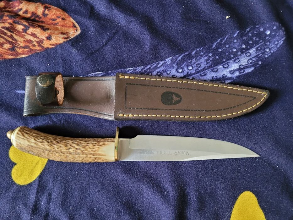 Vintange cutit Muela jabali tejon