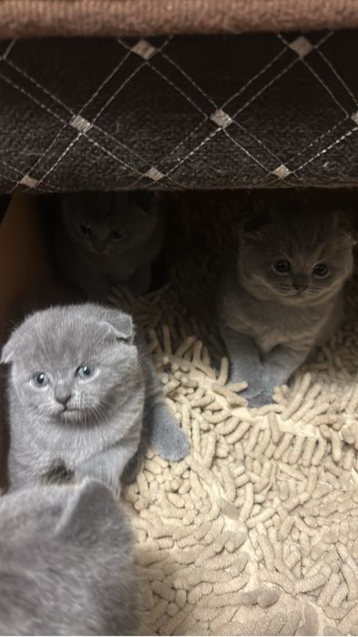 Котята британские,короткошерстные
