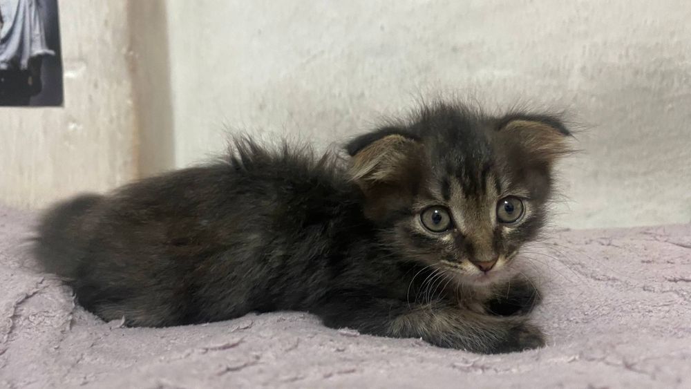 отдадим котят в добрые руки