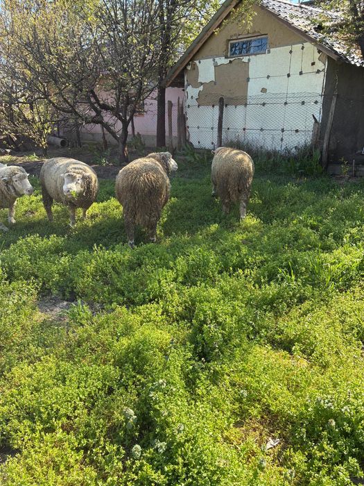 Berbecuti Il de France de monta