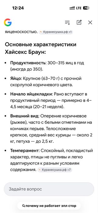 Цыплята кур несушек породы Хайсекс браун