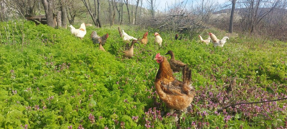 Оплодени яйца от кокошки