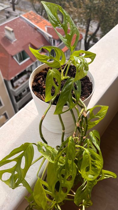 Монстера Monkey - 5 растения в красива кашпа