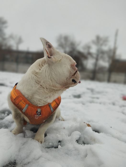 Отдам в добрые руки  собаку срочно